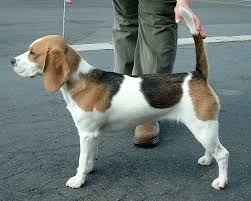 <b>Beagle</b>