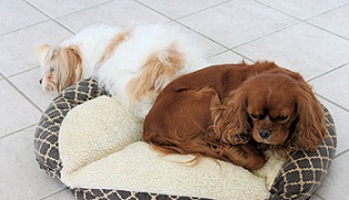 Does Your Dog Really Need a Dog Bed?