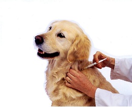 <b>Vaccinations</b> for your dog