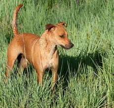 The Africanis Dog From the South African Plains to Your Home