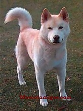 Ainu The Perfect Guardian dog