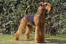 Choose the Airedale Terrier as a Pet and Say Good-Bye to Boredom
