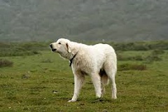 The Akbash Dog The White Guardian Dog