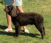The American Water Spaniel