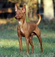 Why Not Get an Andalusian Podenco