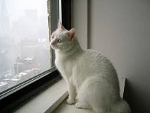 <b>Common Cat Health Questions Answered</b>
