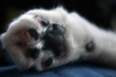 Why Declawing Cats Should Be Avoided