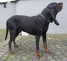 American Black and Tan Coonhound