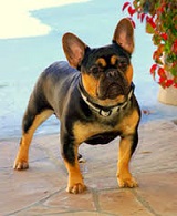 French Bull Dogs
