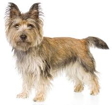 The Cairn Terrier