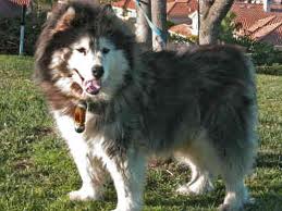 The Canadian Inuit Dog
