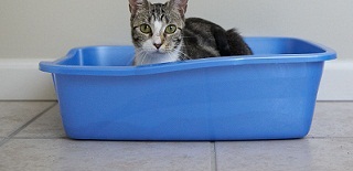 Litter box training your <b>cat</b>