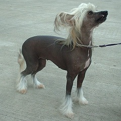 The <b>Chinese Crested</b> Dog
