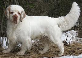 The Clumber Spaniel
