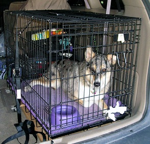 How to <b>crate train</b> your dog