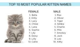 Picking Female Cat Names