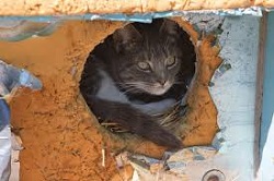 Help a Feral Cat and Be a Part of the Solution