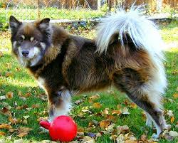The Finnish Lapphunds