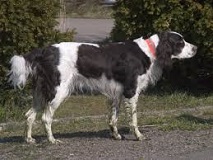 The French Spaniel