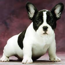 The French Bull Dog