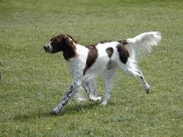 The French Spaniel
