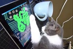 Cat Games The Most Popular Ideas