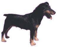 The German Hunt Terrier