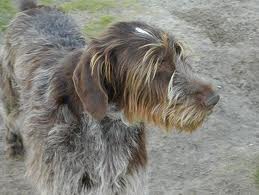 The German Wirehaired Pointer