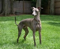 The Banjara Greyhound