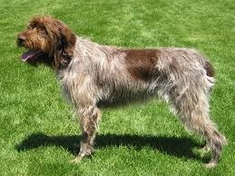 <b>The<i> Wirehaired Pointing Griffon</i></b>