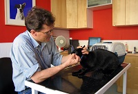 <b>Homeopathy for Cats</b>