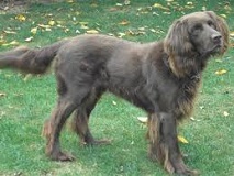 The German Longhaired Pointer