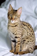 Three of the Most Unusual Looking Cats Breeds