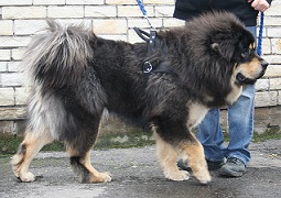 The <b>Belgian Mastiff</b>