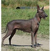 The Mexican Hairless Dog