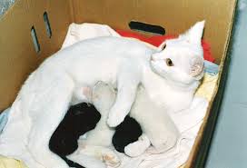 Handling a <b>Cat Pregnancy</b>
