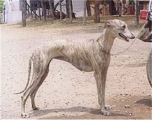 The Rampur Greyhound