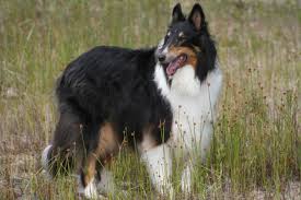 The Rough Collie