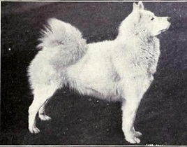 The Samoyed