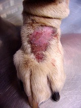 <b>Learn How to Deal With Cat Skin Problems</b>