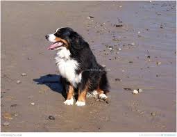 The Small Bernese Hound