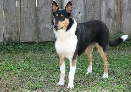 The Smooth Collie