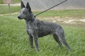 The Stumpy Tail Cattle Dog