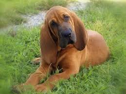 The Black and Tan Coonhound