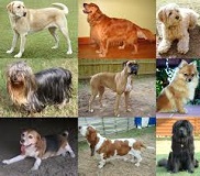 Find Out More about the Various Kinds of Dogs
