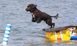 The <b>Portuguese Water Dog</b>