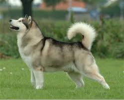 The Alaskan Malamute