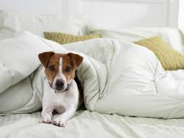 Should you allow your dog to<i> sleep in your<b> bed</b></i>