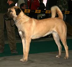 The Anatolian Shepherd Dog