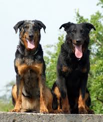 The Beauceron